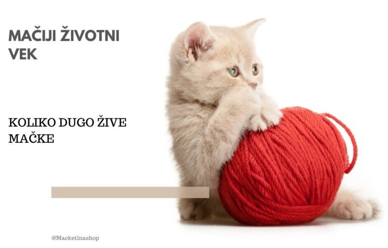 mačji životni vek