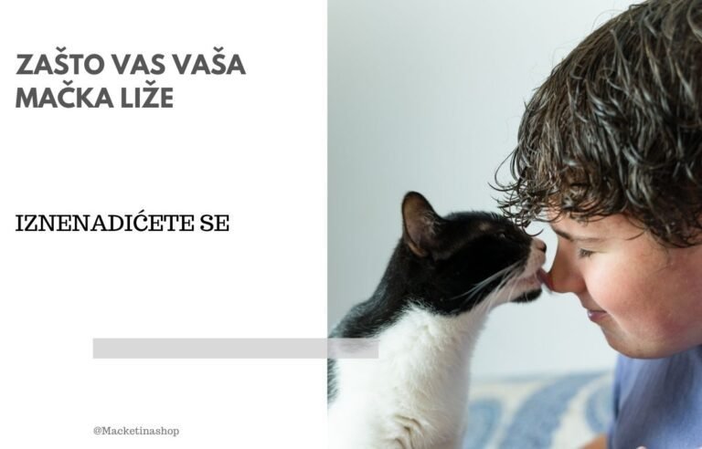 zašto vas vaša mačka liže
