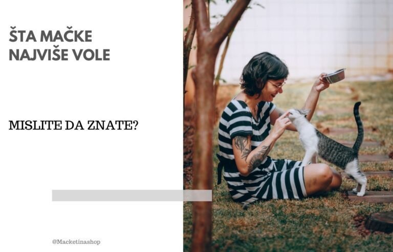 šta mačke najviše vole