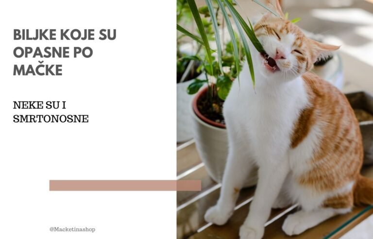 biljke koje su opasne po mačke
