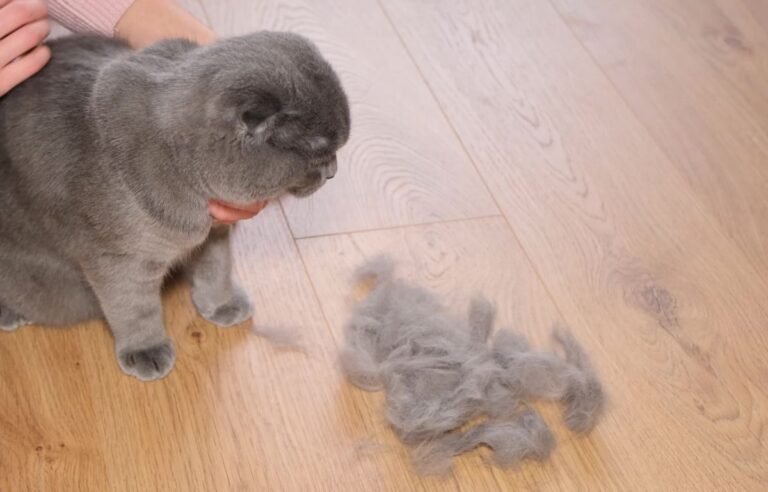 Da li je mačja dlaka opasna – mačka i opala dlaka na podu tokom linjanja