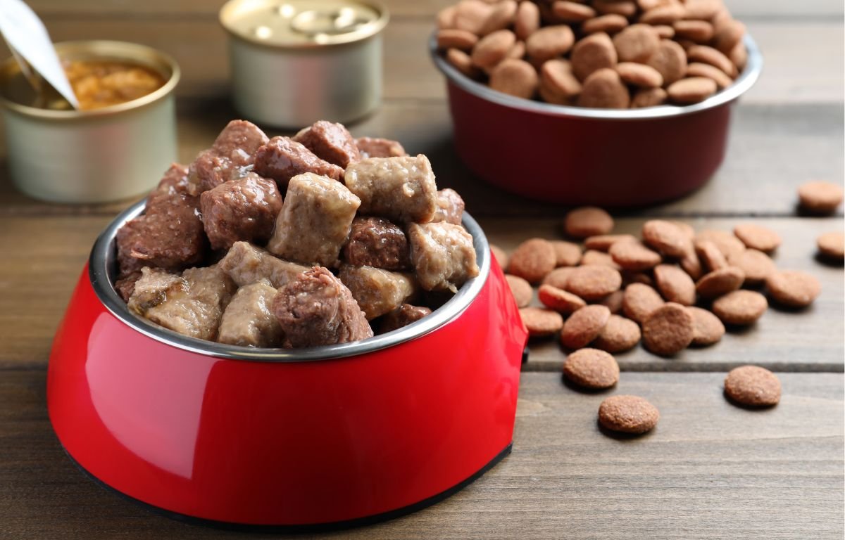 Suva ili vlažna hrana za mačke – granule i mokra hrana u činiji