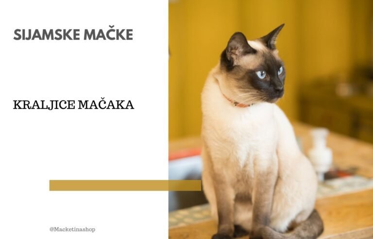 sijamske mačke