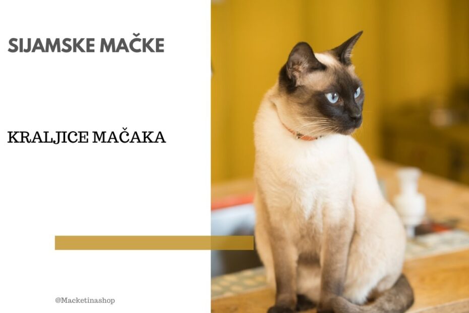 sijamske mačke