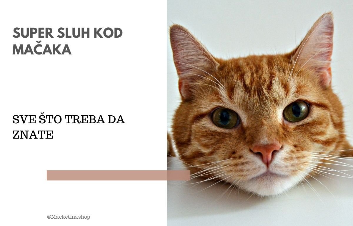 sluh kod mačaka