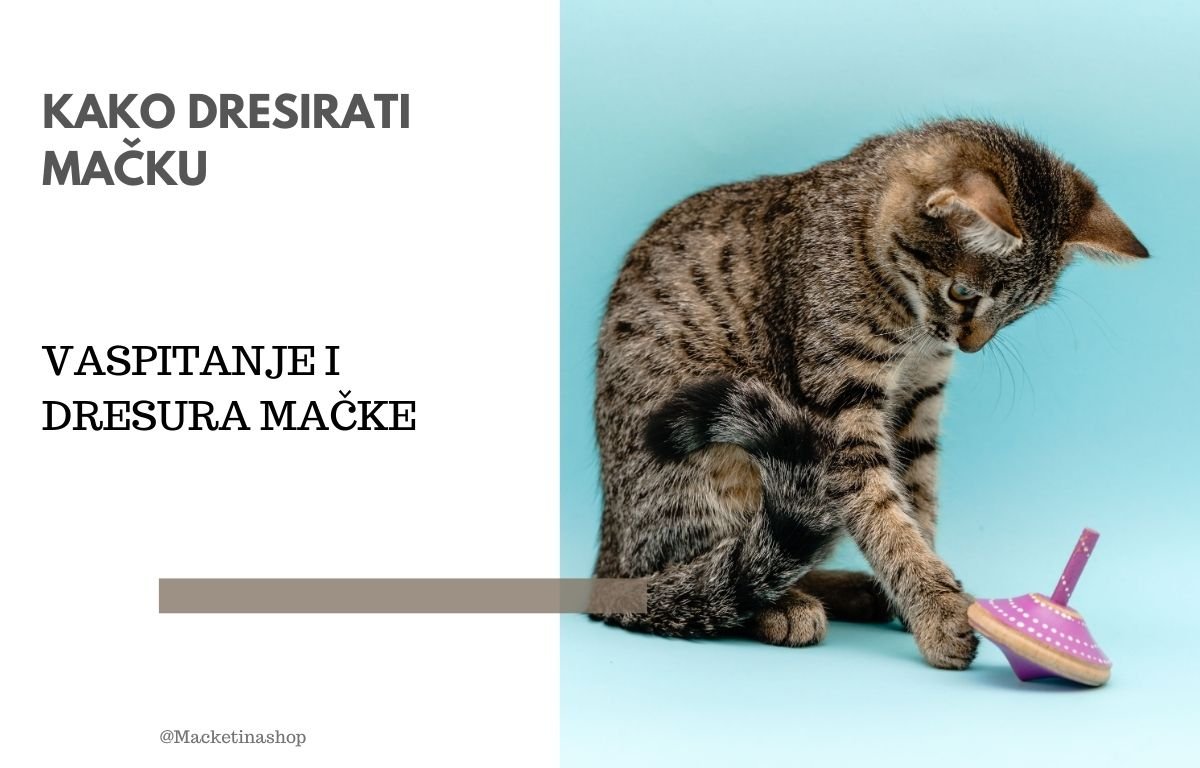 Kako dresirati mačku