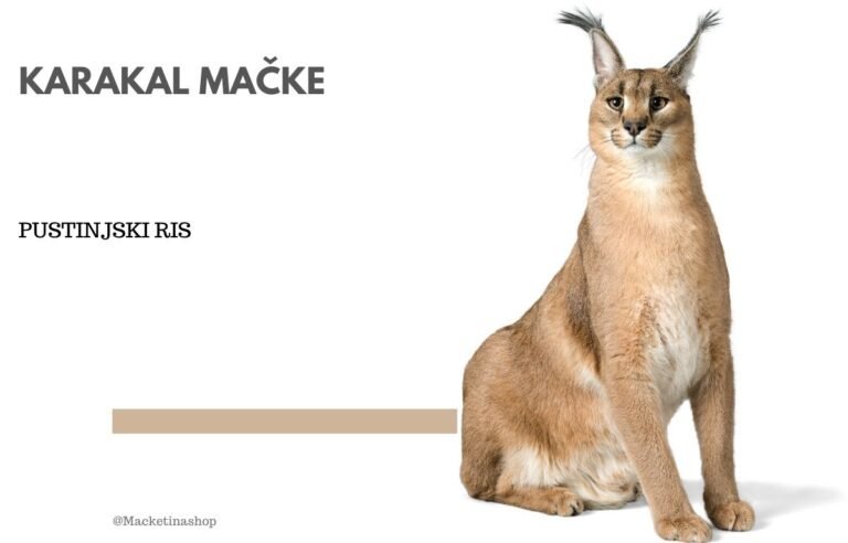 karakal mačke