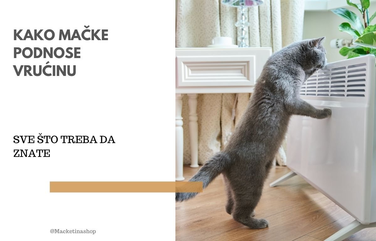 kako mačke podnose vrućinu