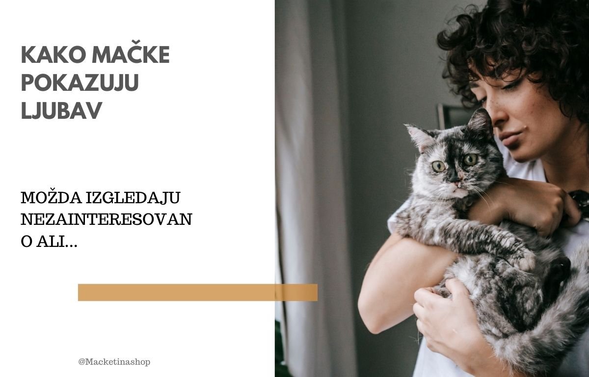 kako mačke pokazuju ljubav