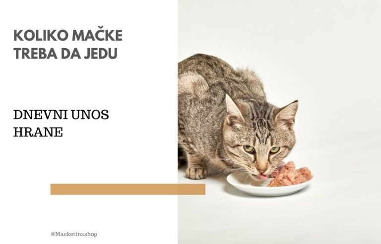 koliko mačke treba da jedu