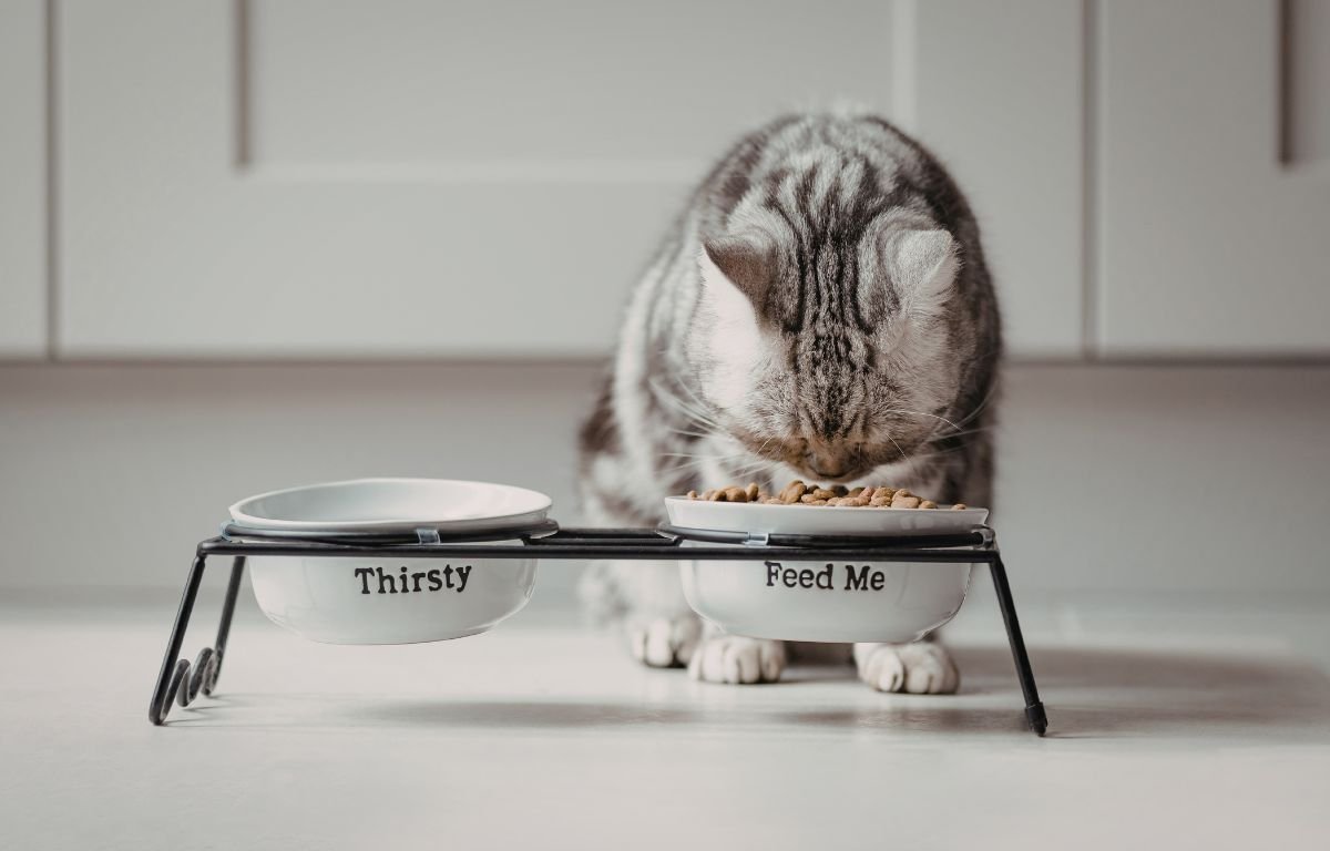 koliko mačke treba da jedu – tačne količine i raspored hranjenja macketinashop