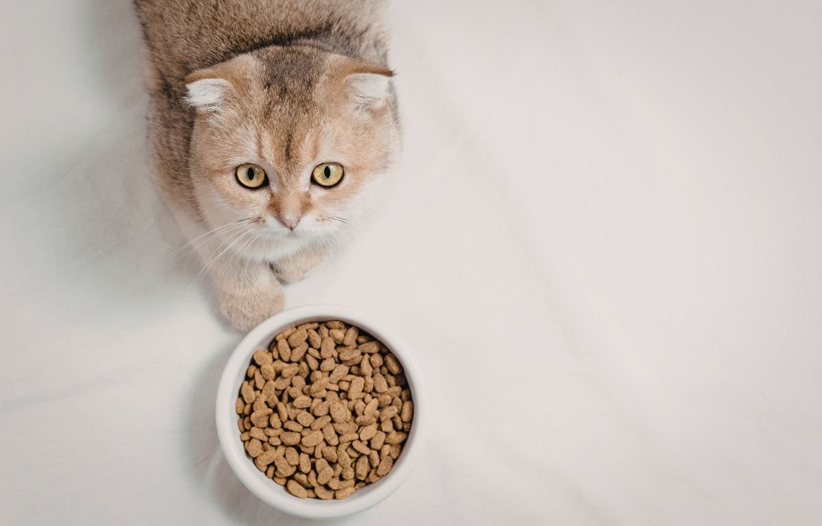 koliko mačke treba da jedu dnevno suva hrana činija mačka macketinashop