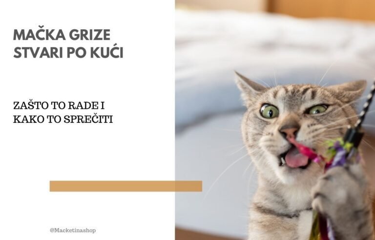 mačka grize stvari po kući