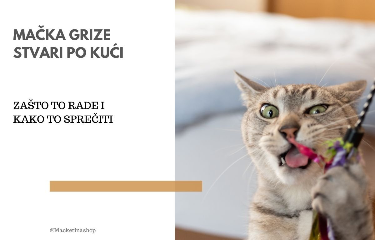 mačka grize stvari po kući