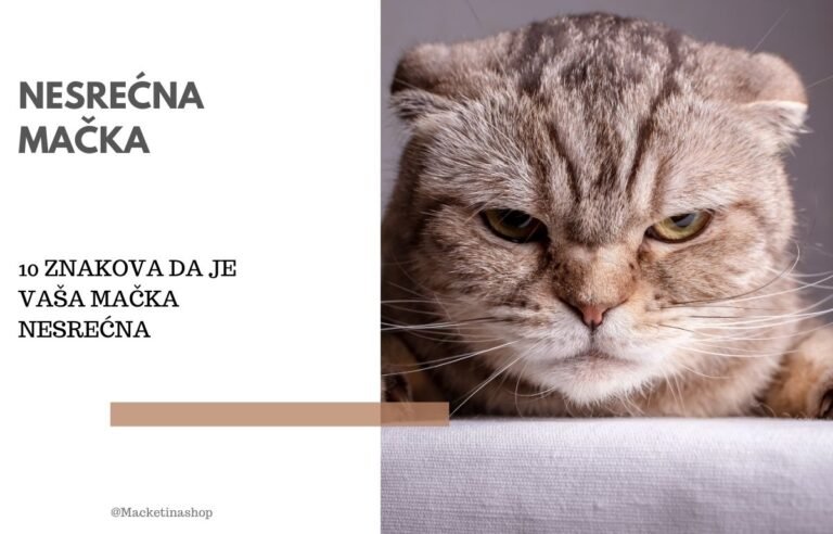 10 znakova da je vaša mačka nesrećna