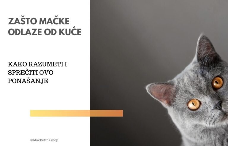 zašto mačke odlaze od kuće