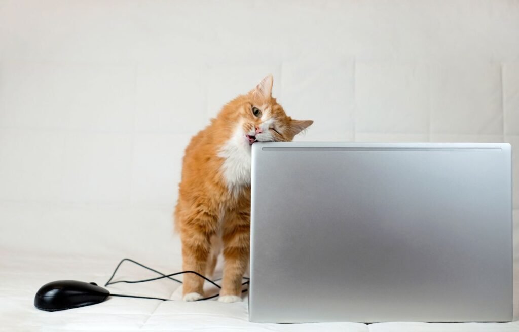 Zašto mačka grize stvari po kući - mačka grize lap top