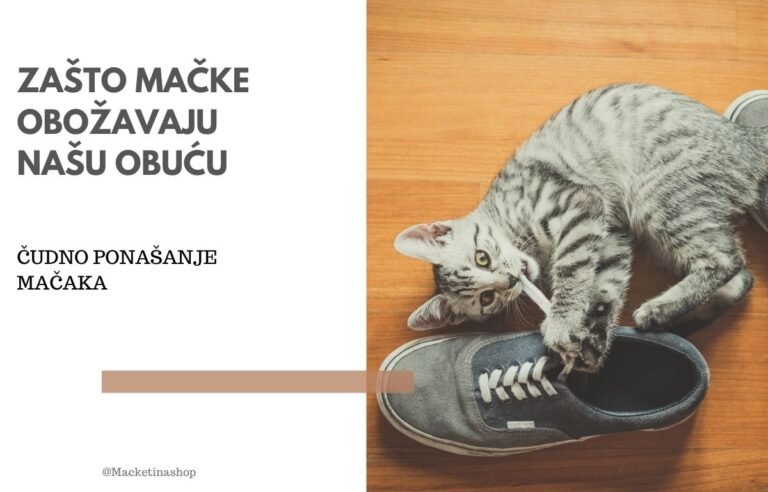 Zašto mačke obožavaju našu obuću