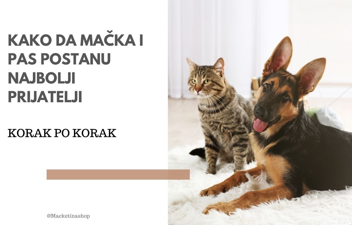 mačke i psi