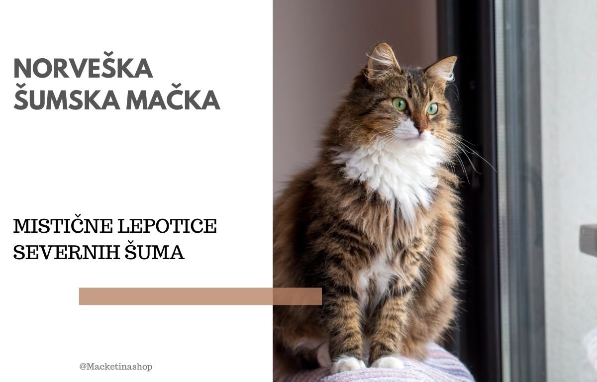 Norveške šumske mačke