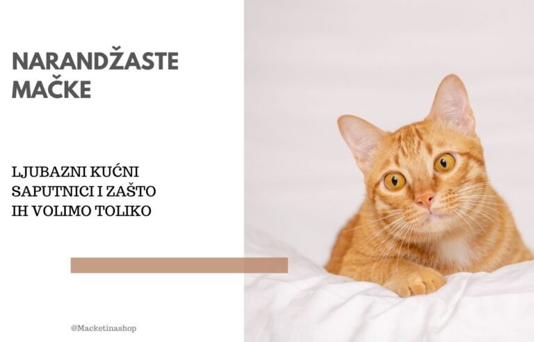 Narandžaste mačke