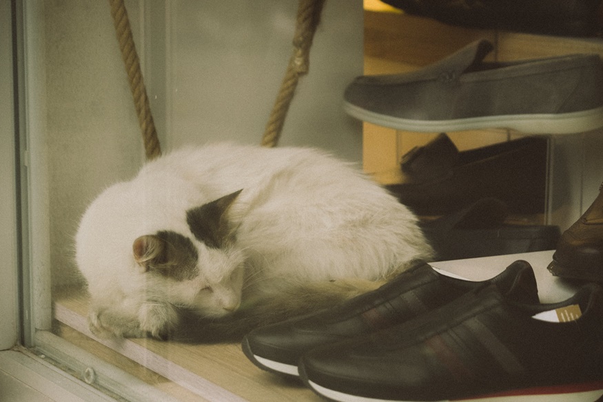 zašto mačke obožavaju našu obuću