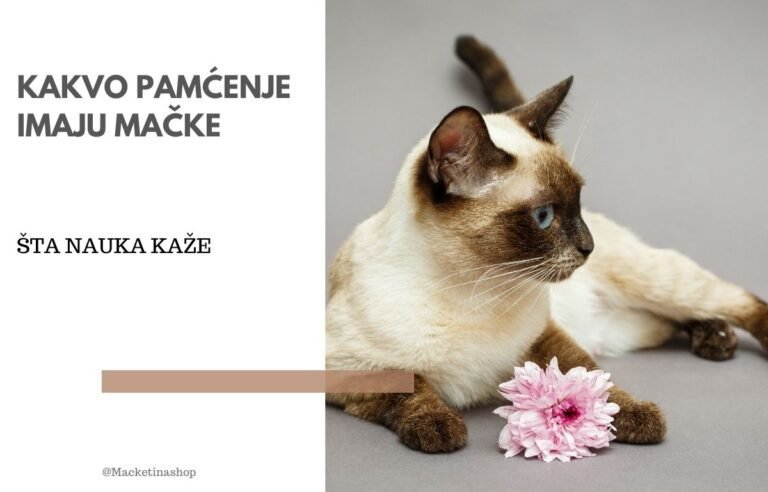 kakvo pamćenje imaju mačke