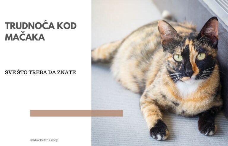 trudnoća kod mačaka