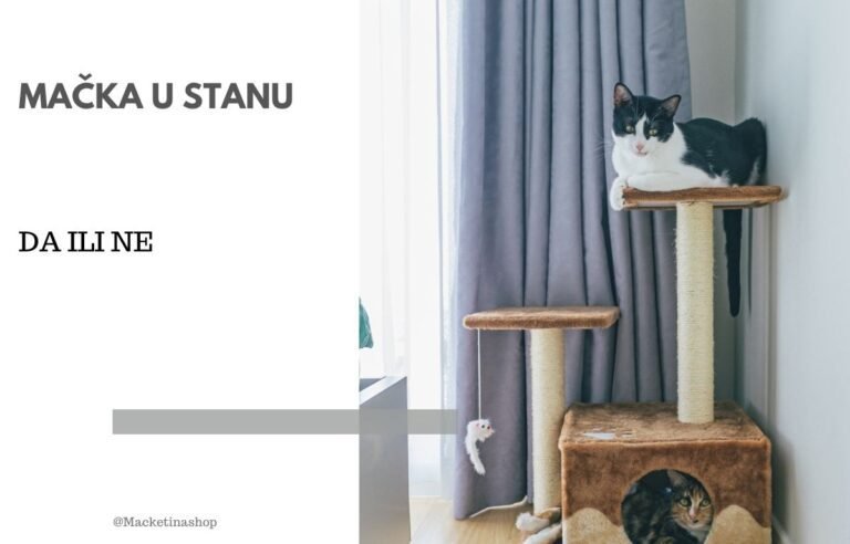 Mačka u stanu - da ili ne?