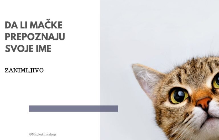 da li mačke prepoznaju svoje ime