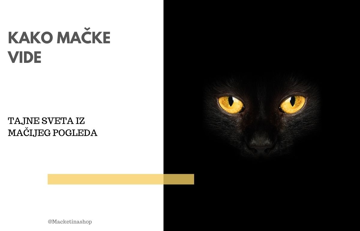 kako mačke vide