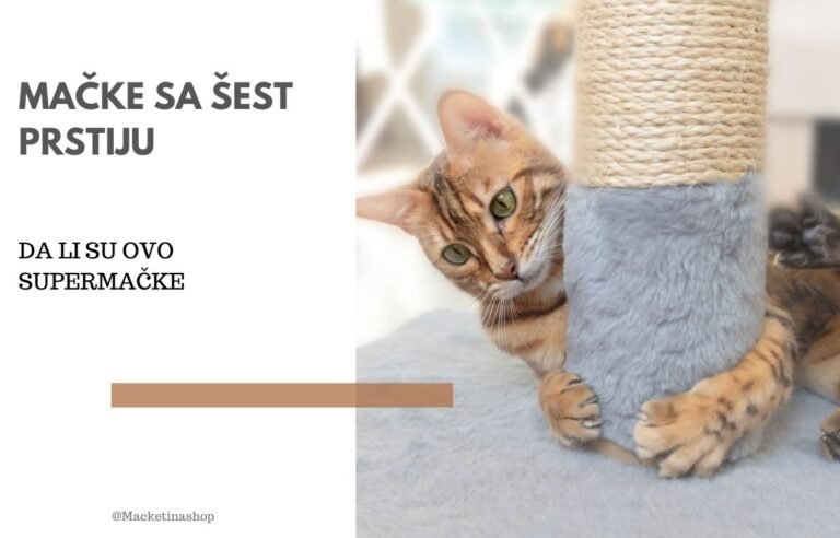 mačke sa šest prstiju