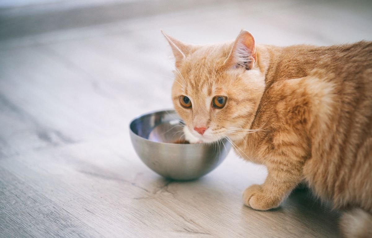 Apetit kod mačaka – Zašto mačka naglo gubi apetit