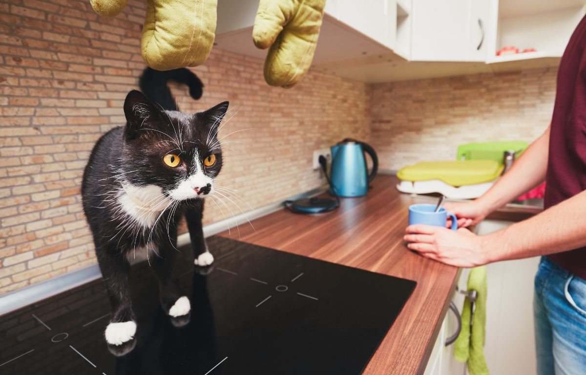 Crno-bela mačka stoji na kuhinjskoj radnoj površini u stanu dok vlasnik priprema kafu, tipična scena života sa mačkom u zatvorenom prostoru – Mačka u stanu