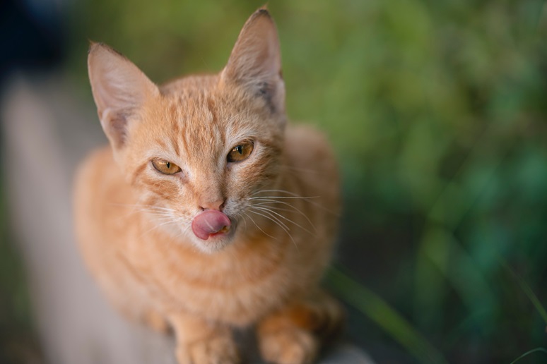 Zašto mačke plaze jezik