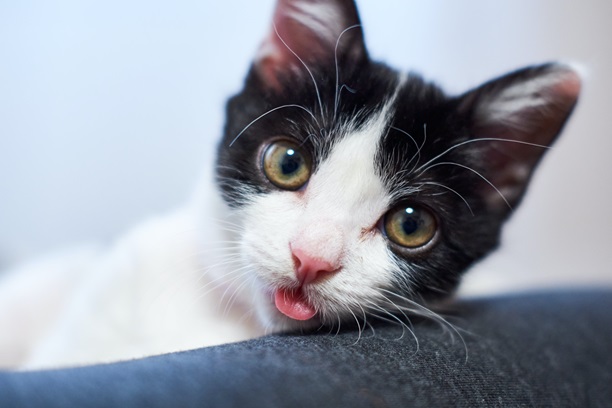 Zašto mačke plaze jezik