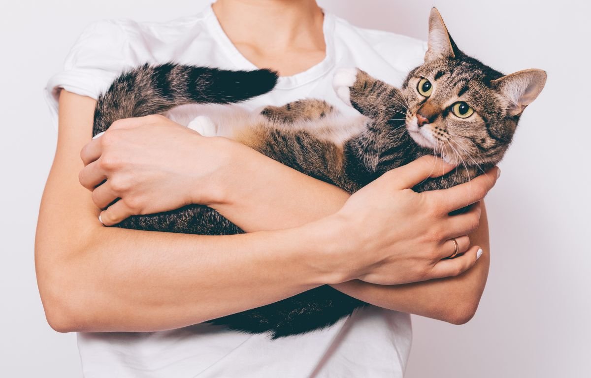 Zašto nas mačke bude noću – mačka leži u naručju vlasnika i gleda direktno u kameru