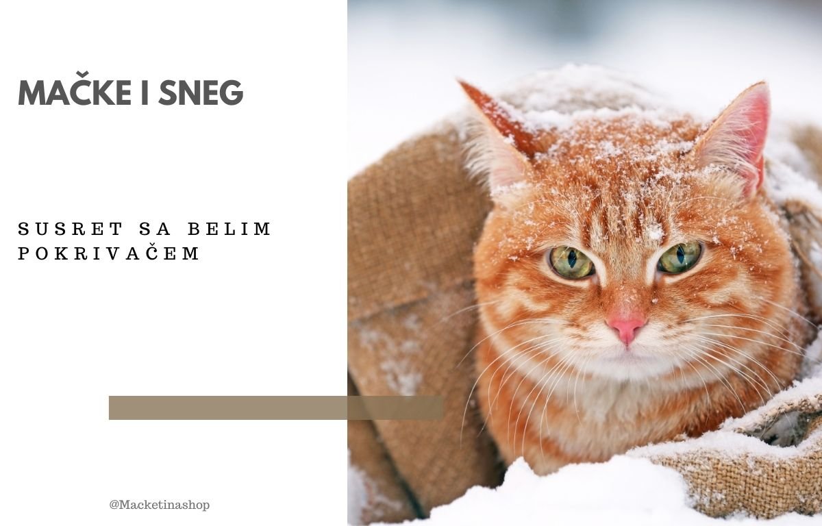 Mačke i sneg