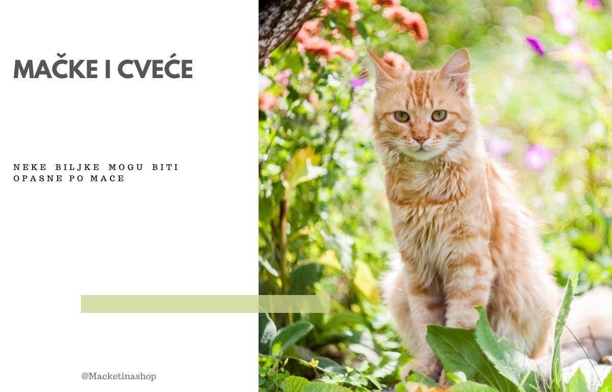 kako osigurati bezbednost mačke