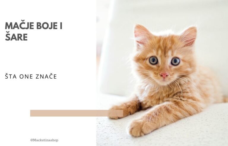 mačje boje i šare