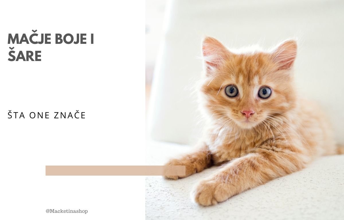 mačje boje i šare