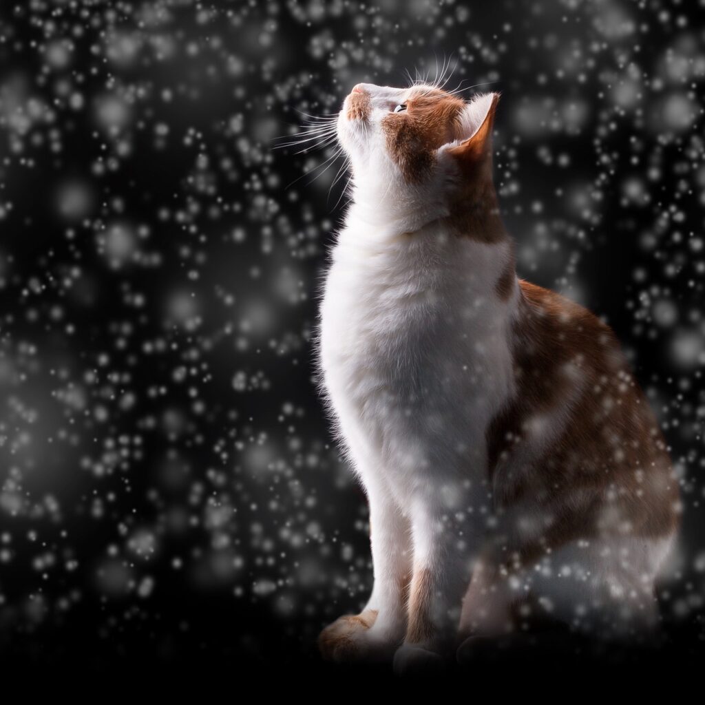 Mačke i sneg