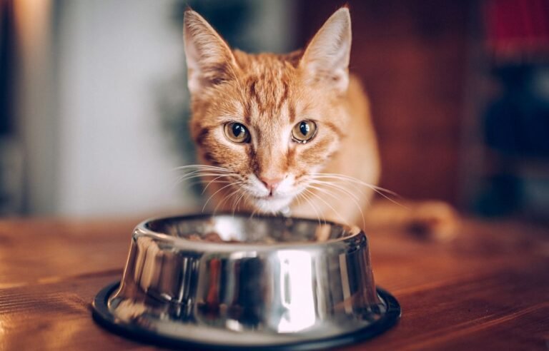 Pravilna ishrana kod mačaka – mačka pored posude sa hranom