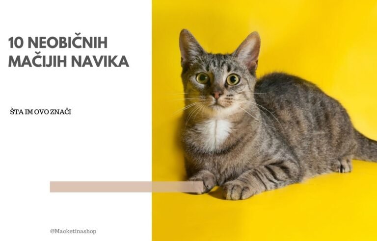 10 Neobičnih mačijih navika