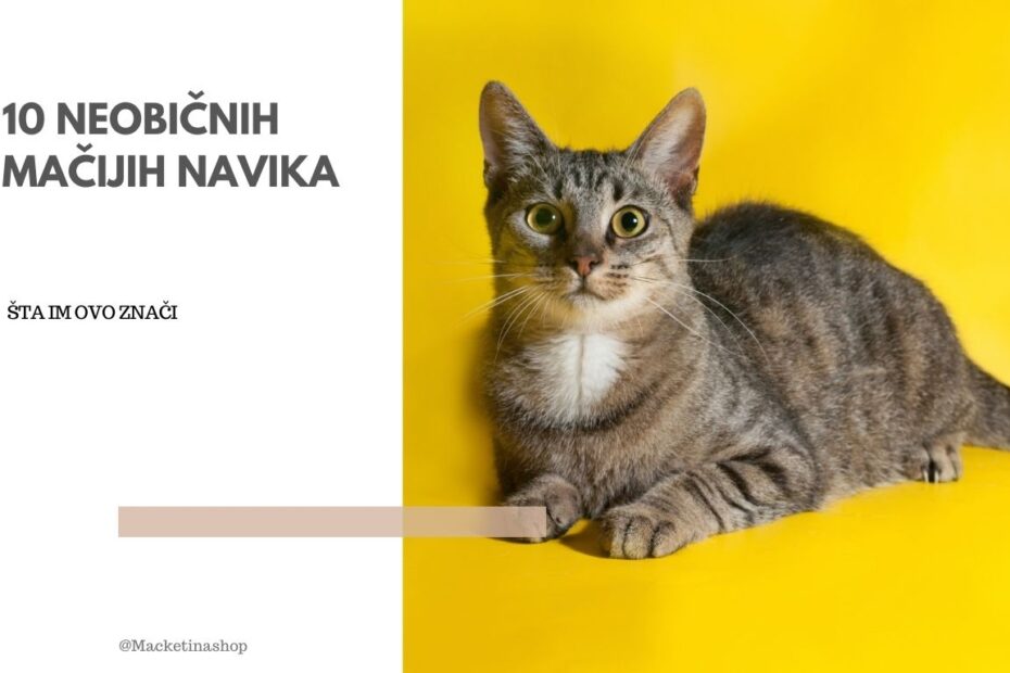 10 Neobičnih mačijih navika