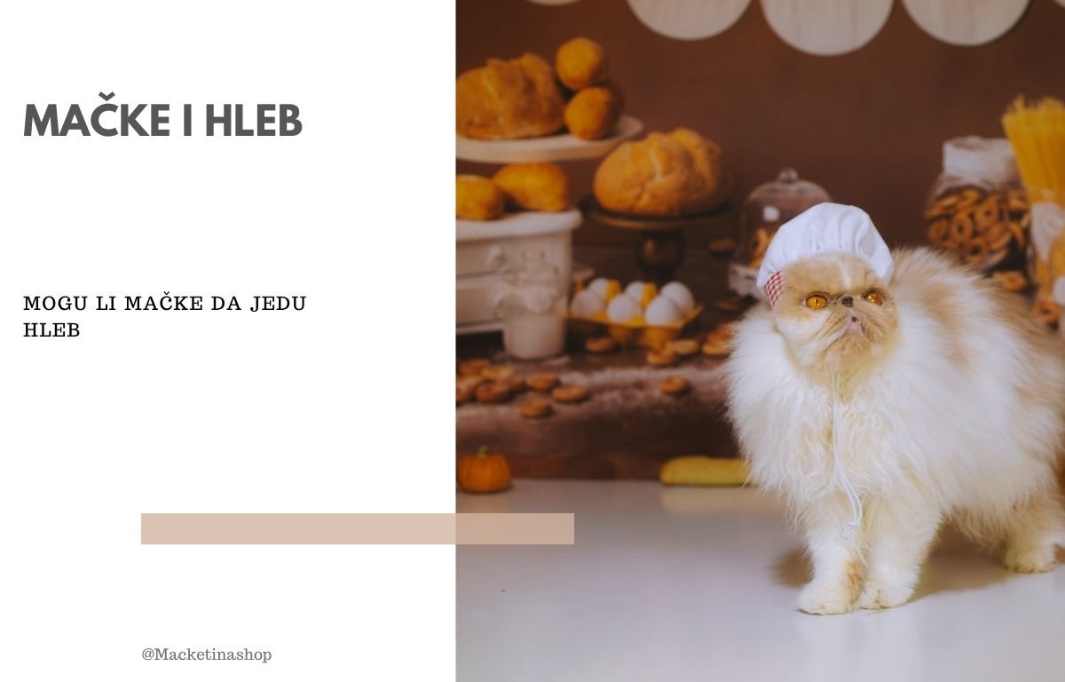 mogu li mačke da jedu hleb