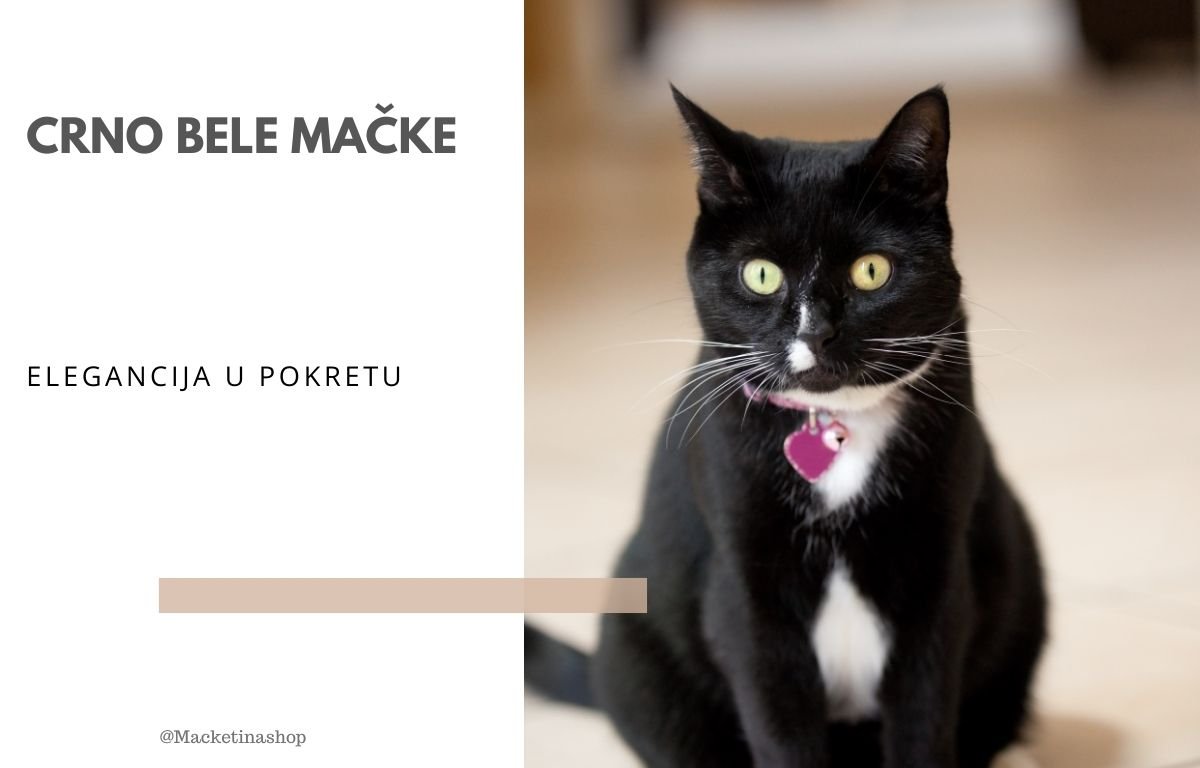 crno bele mačke
