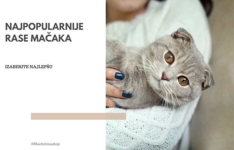 najpopularnije rase mačaka
