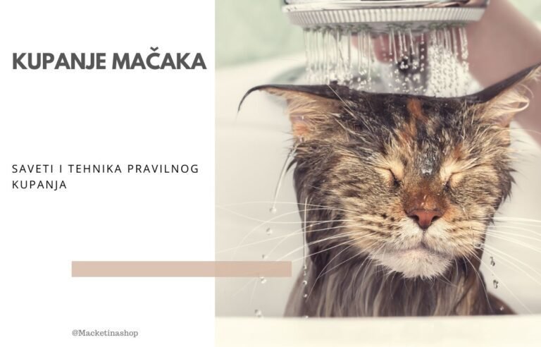 kupanje mačaka