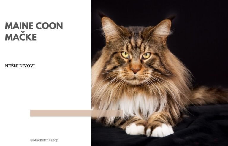Maine coon mačke